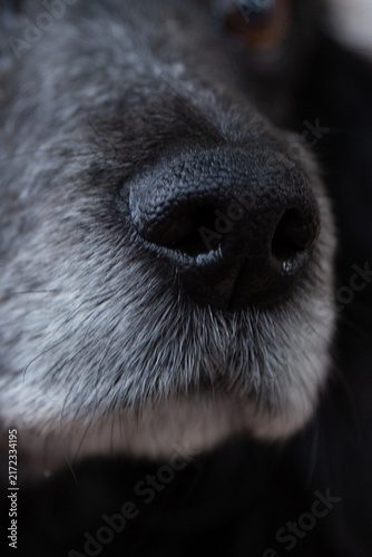 Foto An extreme close-up macro photograph focusing on a dog's black, textured nose and wet nostrils, surrounded by soft grey and white whiskers and fur