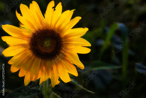 Close up of a sunflower in full bloom in rural Tennessee