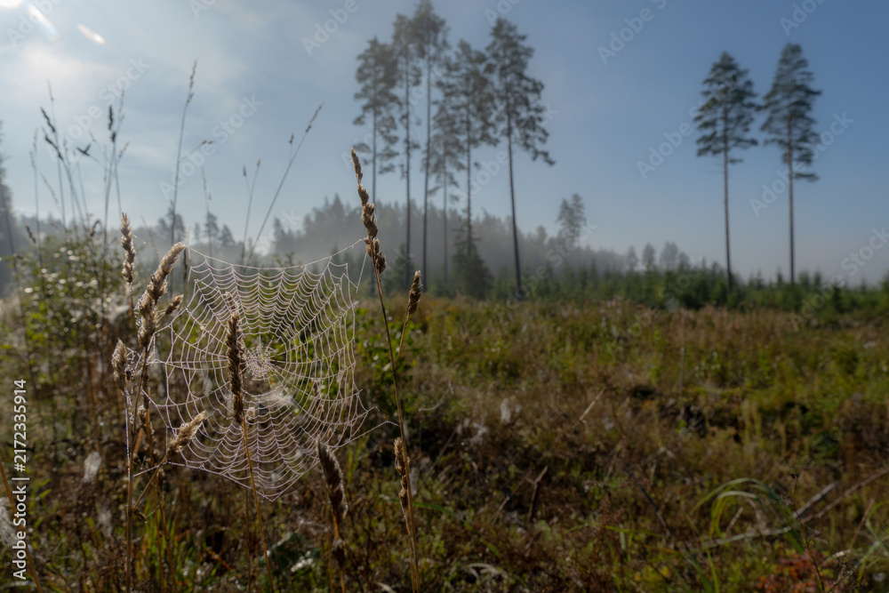Obraz premium Dew-covered spider web among wild grasses in a misty forest clearing on a sunny autumn morning.