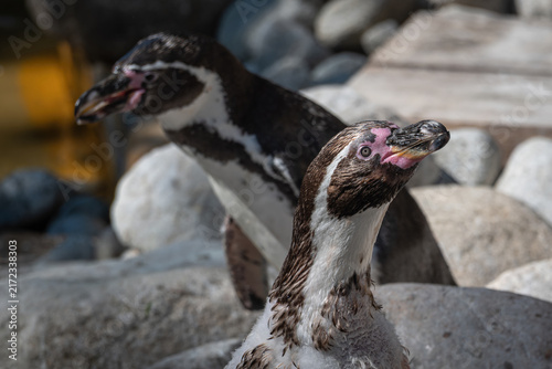 Принти на полотні Close-up of a Humboldt penguin's head with rocks in the background