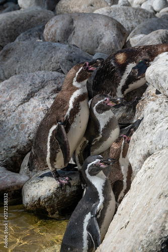 Foto Humboldt penguins waiting by a rock.
