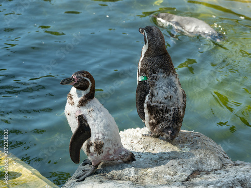 Принти на полотні A Humboldt penguin swimming in the water and two others watching it from a rock in the zoo