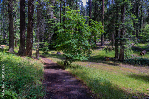 Driving the scenic Green Springs Oregon Highway 66, United States