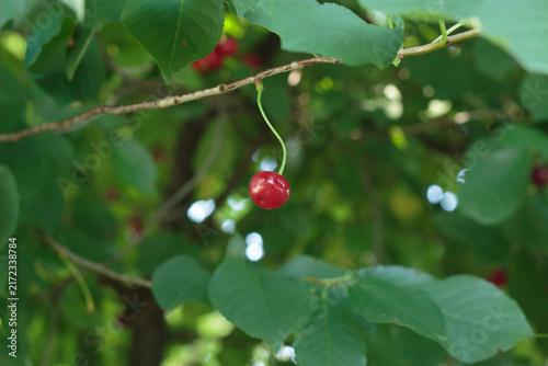 Obraz na plátne Ripe Red Cherries Hanging on Tree Branches with Green Leaves Close Up