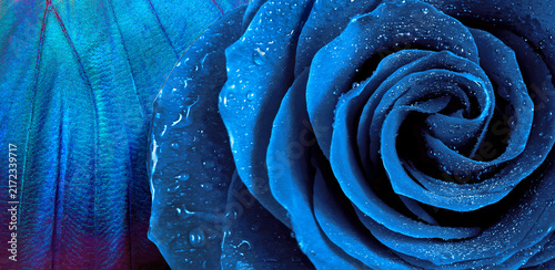 A close-up of a bright blue tropical morpho butterfly and a blue rose in dew ...