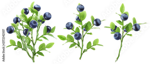 Three bilberry branches of different sizes bearing ripe blue berries and green leaves isolated on transparent background.