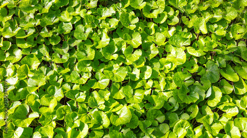 Plant foliage as a natural background banner image