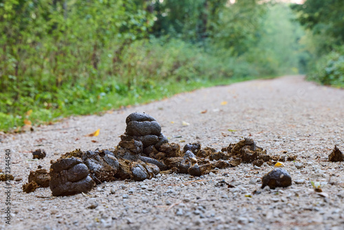 Fotografía Fresh horse manure pile on a dirt road near Birkensee lake in Bavaria, Germany