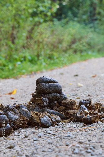Quadro su tela Fresh horse manure pile on a dirt road near Birkensee lake in Bavaria, Germany