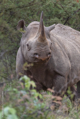 Black Rhino in the bush .