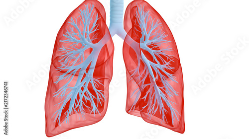 Fotografie Red translucent human lungs with blue bronchial tree, isolated on transparent ba