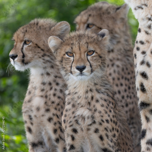 Cheetah cubs look towards camera. 
