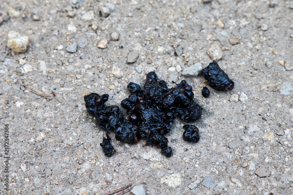 Fototapeta premium Wild animal scat with berry seeds on a dirt path near Birkensee, Bavaria, Germany. Closeup of predator droppings with undigested fruit on a gravel road. Concept of wildlife tracking and biology.