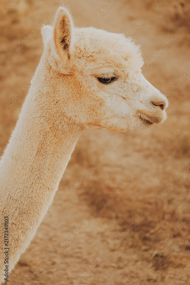 Fototapeta premium A llama looks towards the path on a sunny autumn day in Alentejo, Portugal. The animal is at a rehabilitation center aimed at conserving nature and supporting local wildlife.