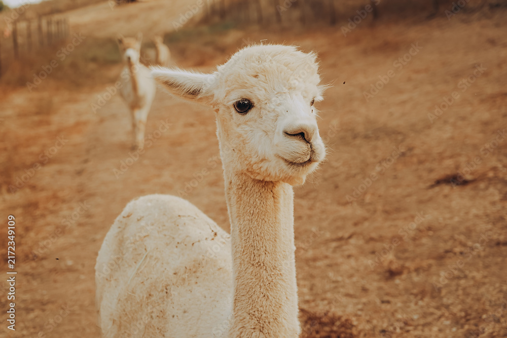 Fototapeta premium Alpacas are seen on a farm in the sunny valley of Alentejo, Portugal. The animals are playing and enjoying the warm autumn day, while the scenery shows signs of drought.
