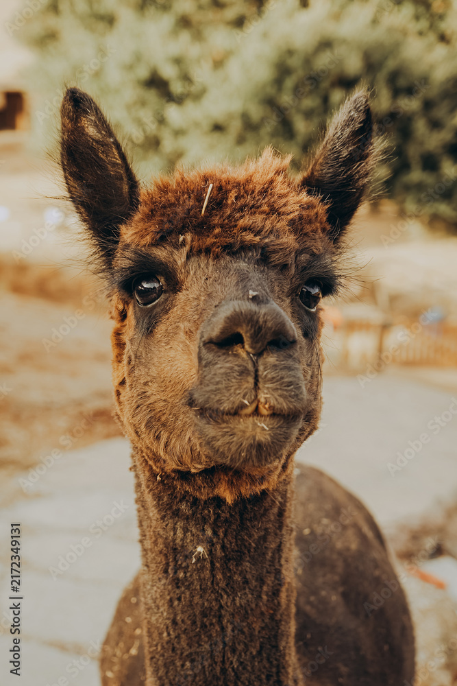 Naklejka premium Cute alpaca enjoys a sunny autumn day at a rehabilitation center in Alentejo, Portugal, contributing to wildlife conservation efforts