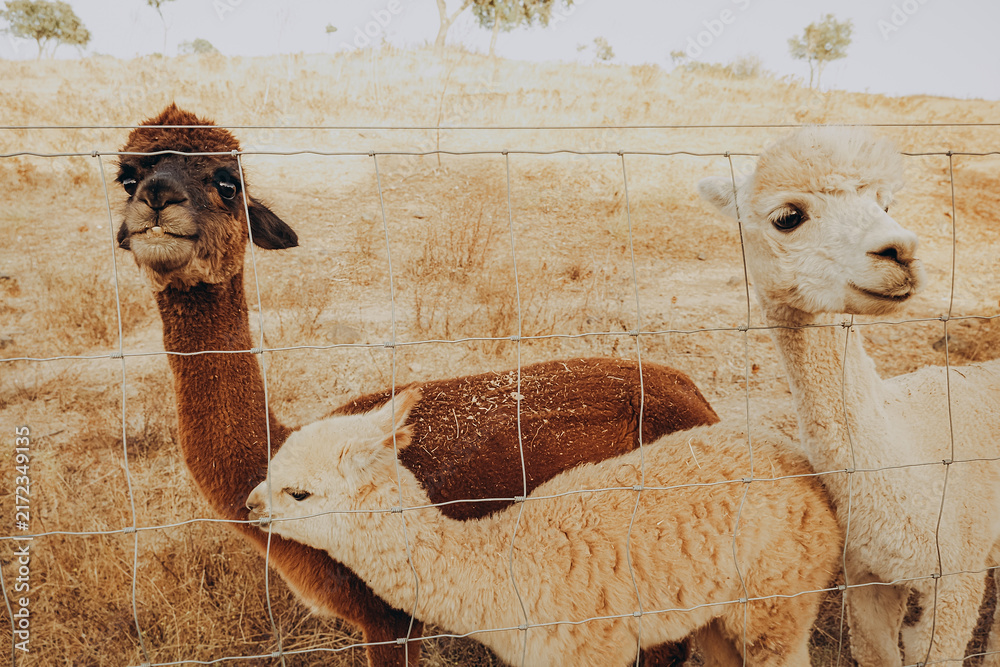 Fototapeta premium Three alpacas stand together on a sunny autumn day at a rehabilitation center in Alentejo, Portugal, surrounded by dry grass and a fence