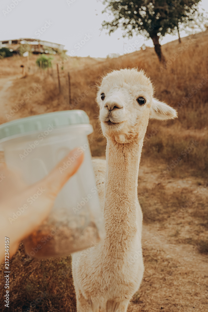 Naklejka premium Cute alpaca looks toward person with feeding container during sunny autumn day at rehabilitation center in Alentejo, Portugal