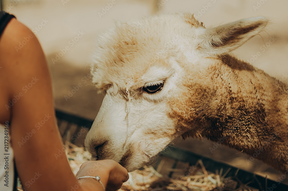 Naklejka premium Woman feeding an alpaca at a farm in Alentejo, Portugal, on a sunny autumn day while supporting a conservation and rehabilitation project