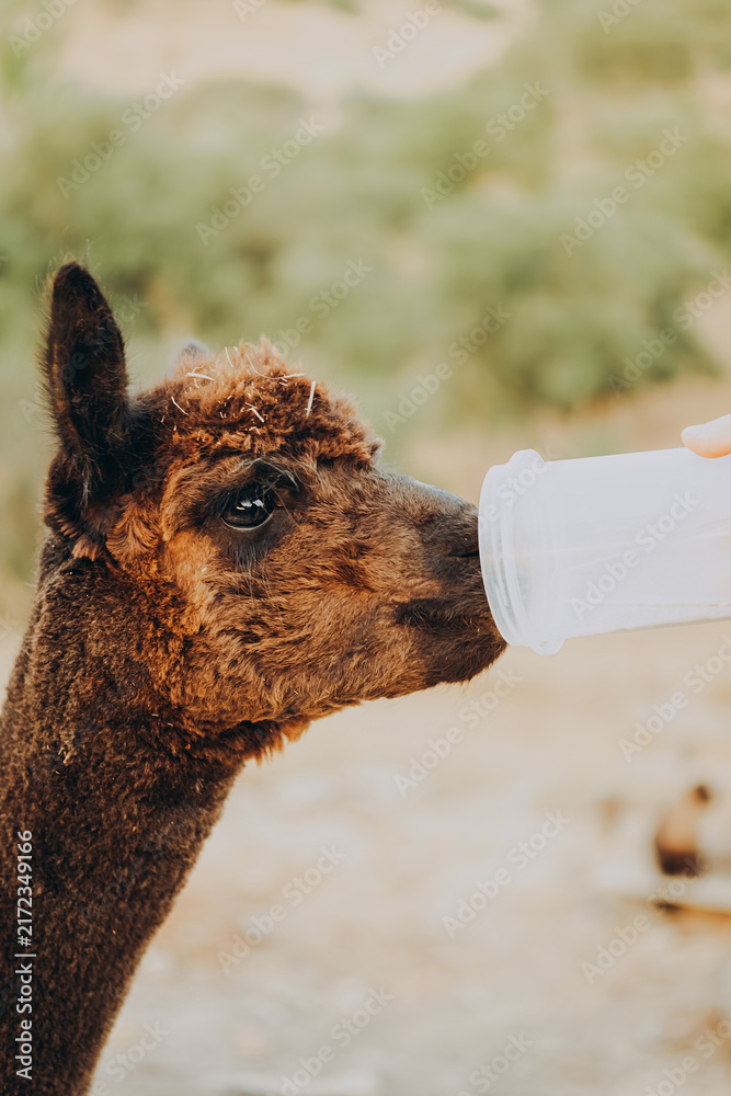 Fototapeta premium An alpaca is drinking from a bottle. It is a sunny autumn day in a valley in Alentejo, Portugal. The animal is part of a conservation and research project focused on saving nature.