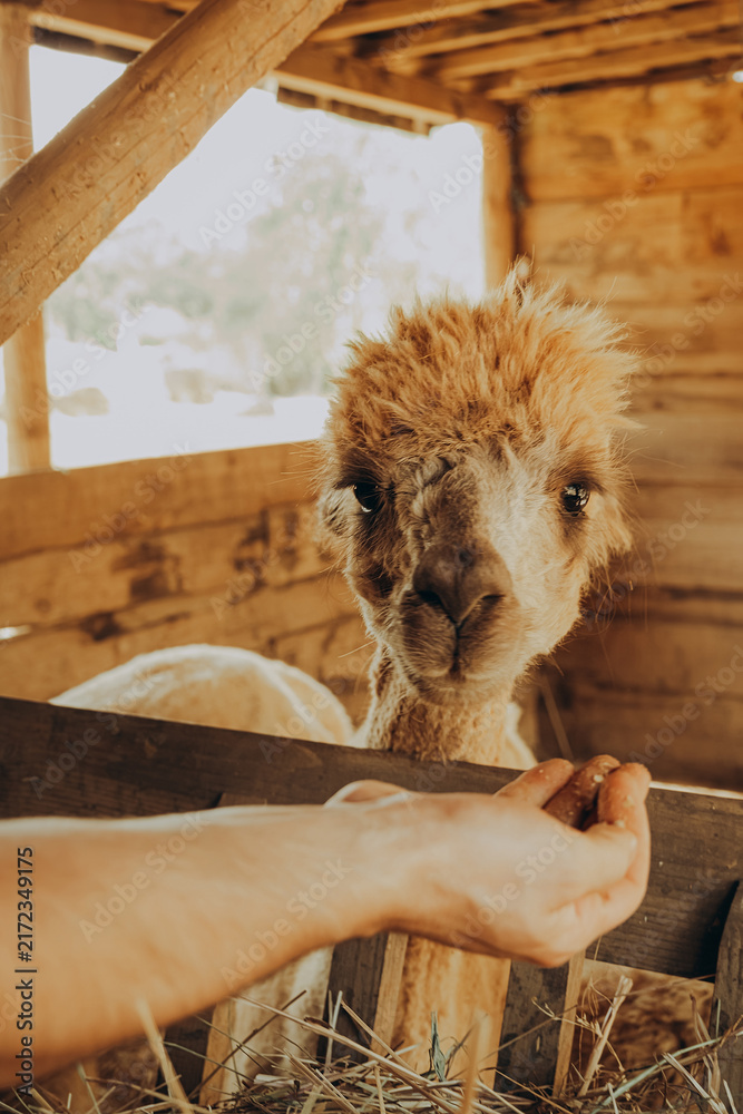 Fototapeta premium An alpaca is standing in a wooden barn. A person is offering food to the alpaca. It is a sunny day in Alentejo, Portugal, and autumn colors fill the environment.