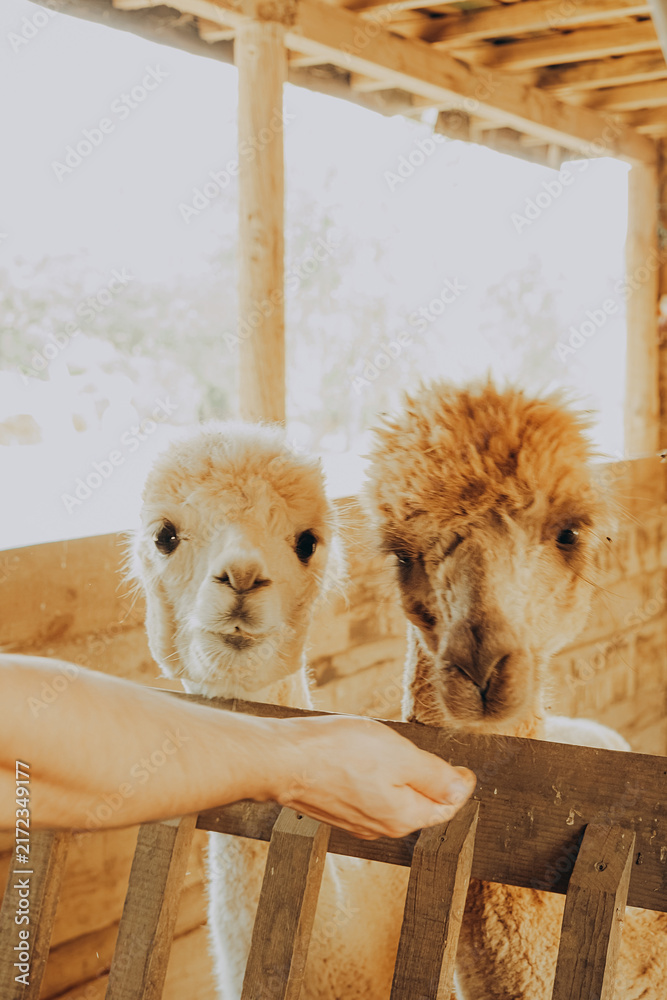 Naklejka premium Two cute alpacas stand close together in a barn, watching a person's hand reaching out. The warm sunlight fills the space as autumn colors show outside in Alentejo, Portugal.