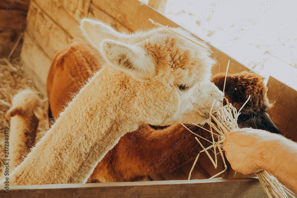 Naklejka premium Two alpacas are eating hay in a farm setting at a rehabilitation center located in Alentejo, Portugal. The sun shines on them while they enjoy their meal during autumn.