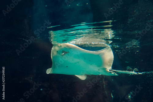 Portugal, Lisbon -  Oceanarium.   stingray swims gracefully in clear water. Sunlight filters through surface, illuminating stingray as it moves near  coral reef. marine life in action