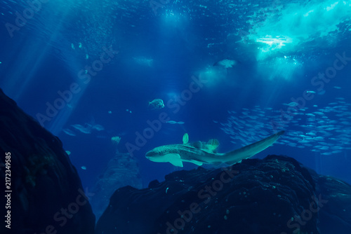 Fotografie Portugal, Lisbon -  Oceanarium