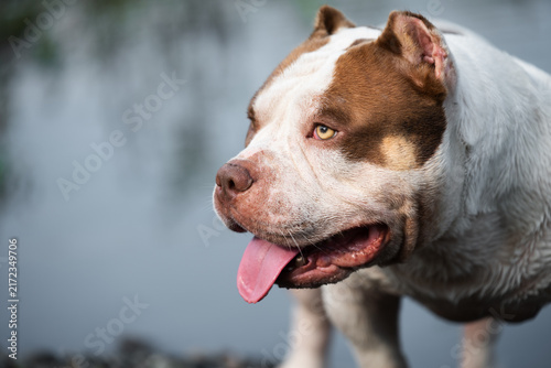 Obraz na plátně Detailed close-up shot of a purebred male companion pet showcasing characteristic breed wrinkles, masculine head features, and correct skull structure