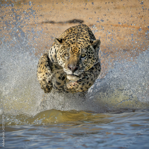 A Powerful Jaguar heads straight towards the camera with flying water. 