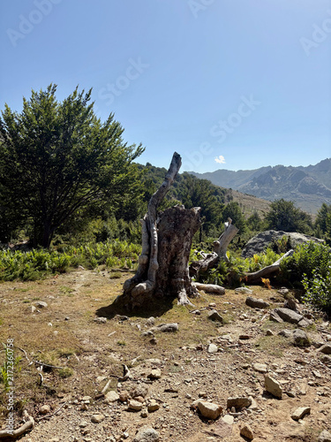 Souche d’arbre dans une forêt de montagne en Corse, tronc coupé et texture naturelle du bois dans un paysage sauvage