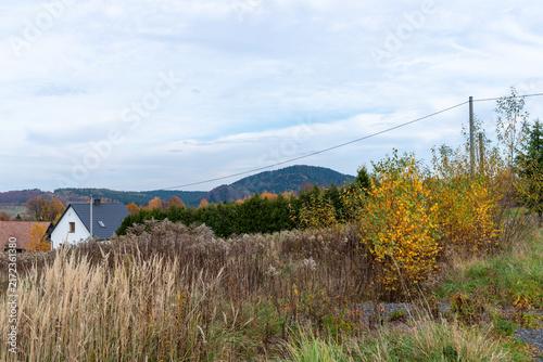 Konstfotografi White rural house stands beyond dry meadow vegetation and golden birch, Betula pendula, foliage with a forested hill in the distance