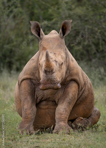 A young white Rhino sitting and showing off a big belly