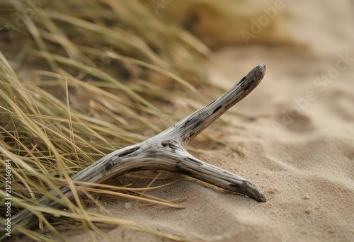 Driftwood on sand wind swept windswept grass
