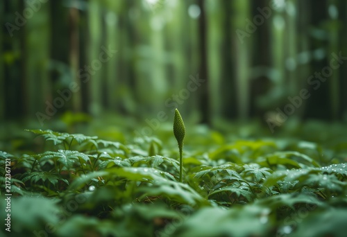 Forest undergrowth dew covered negative space