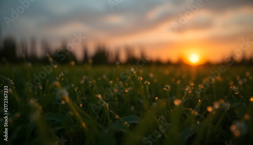 Sunrise horizon heavy morning dew low angle wide shot