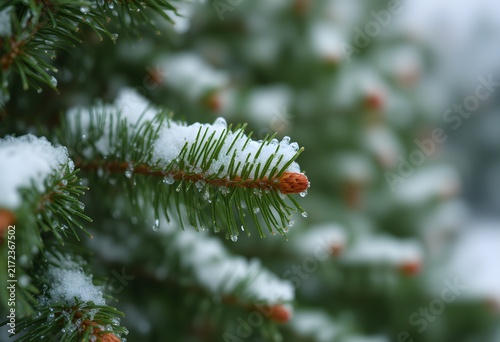 Snowcovered pine tree heavy morning dew vibrant colors