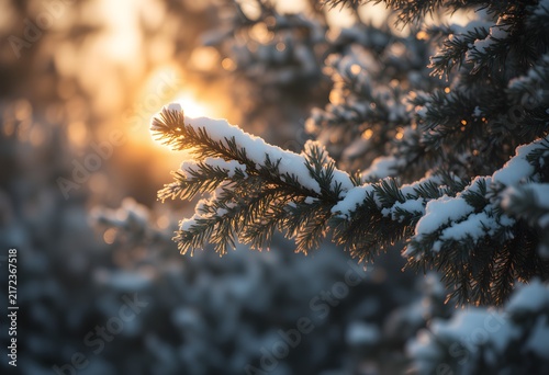 Snowcovered pine tree warm late afternoon glow negative space