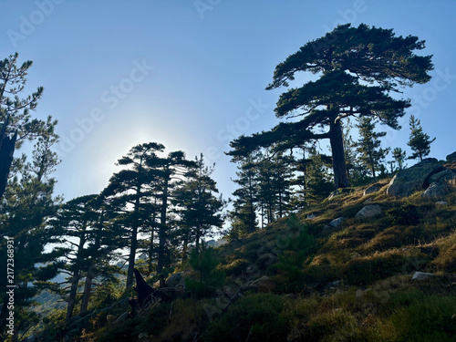 Canvastavla Sentier forestier du GR20 entre Capannelle et le col de Verde en Corse