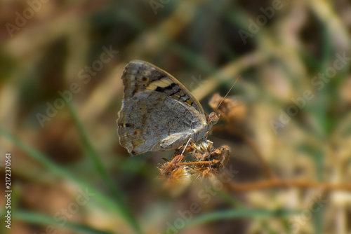 butterfly on the grass