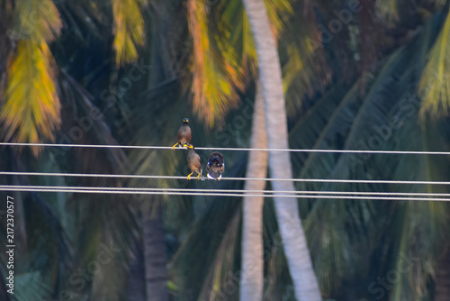 A birds sitting in the wire