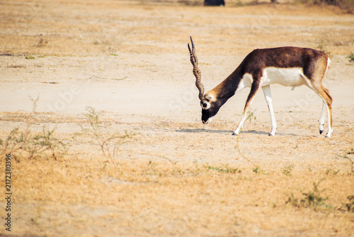 Photography Single male blackbuck grazing in the golden grasslands of Tal Chhapar, Rajasthan, India