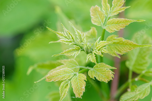 New leaves growing on a plant stem.