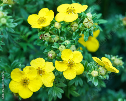 Yellow flowers and buds growing among green foliage.