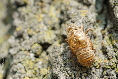 Cicada insect on a tree