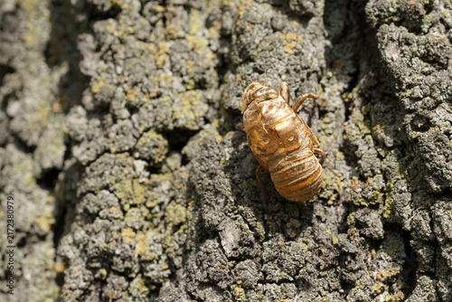 Cicada insect on a tree