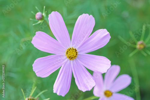 Cosmos flower with pink petals and yellow center.