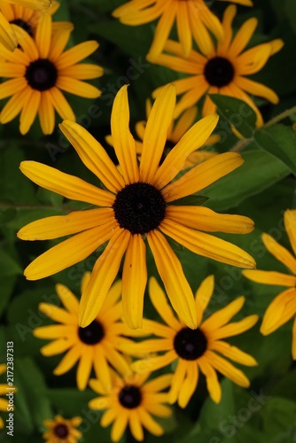 Bild auf Leinwand Vibrant yellow Rudbeckia flowers with dark centers and green foliage