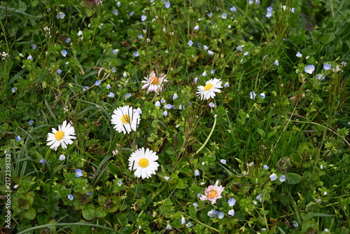 Фотография daisies in the grass